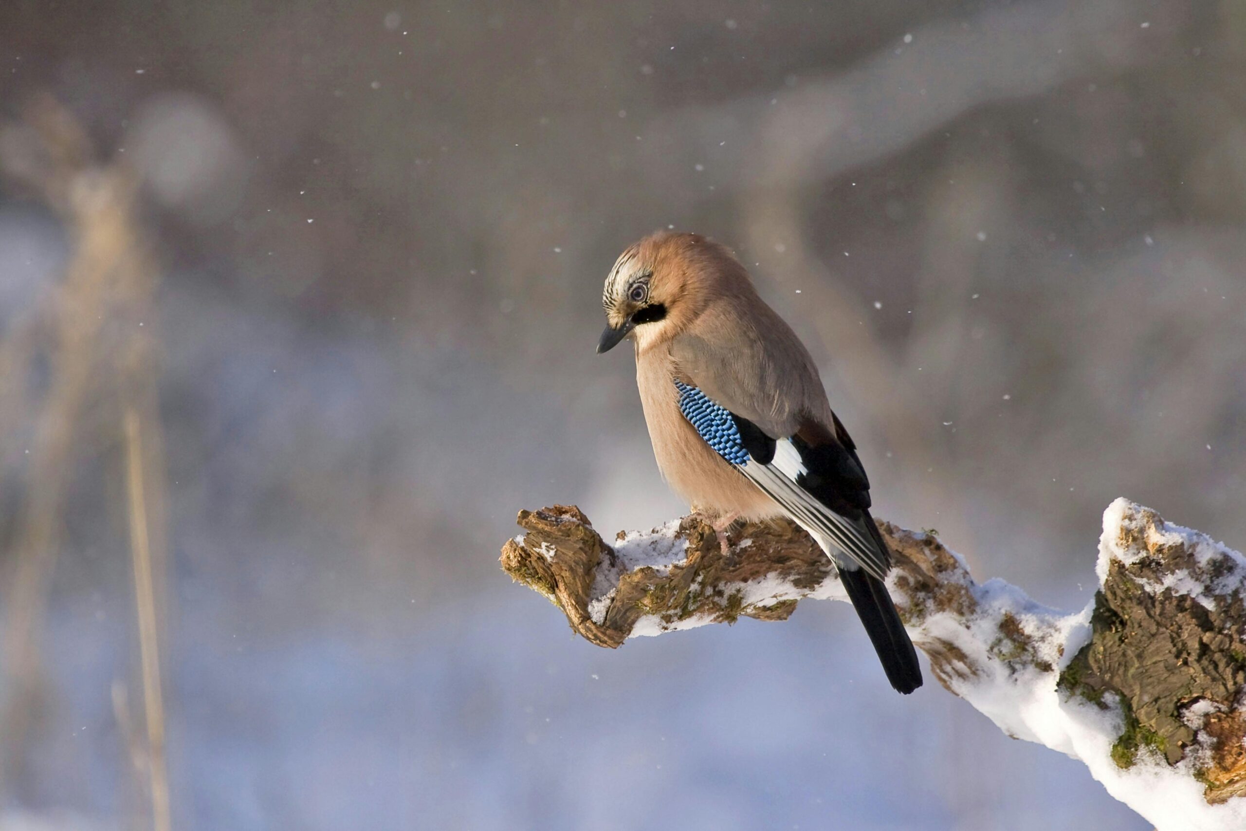 bird in snow